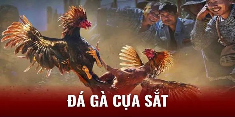 Đá Gà Cựa Sắt BJ88 - Giải Trí, Cá Cược Thả Ga Mỗi Ngày