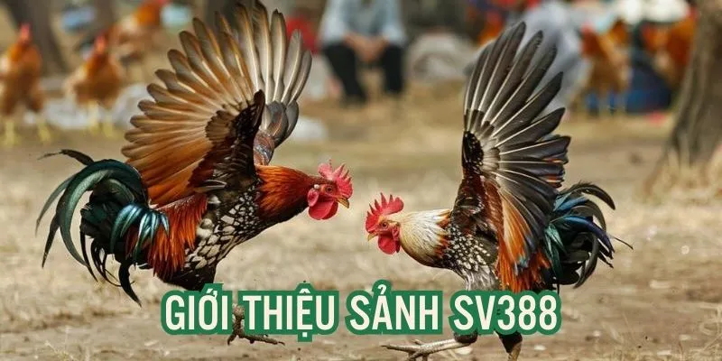 Giới thiệu sân chơi đá gà số 1 thị trường Châu Á