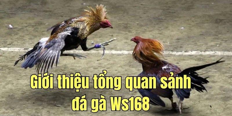 Giới thiệu tổng quan sảnh đá gà Ws168 