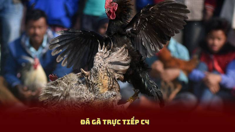 Đá Gà Trực Tiếp C4 – Trải Nghiệm Đỉnh Cao Tại Trường Gà Online