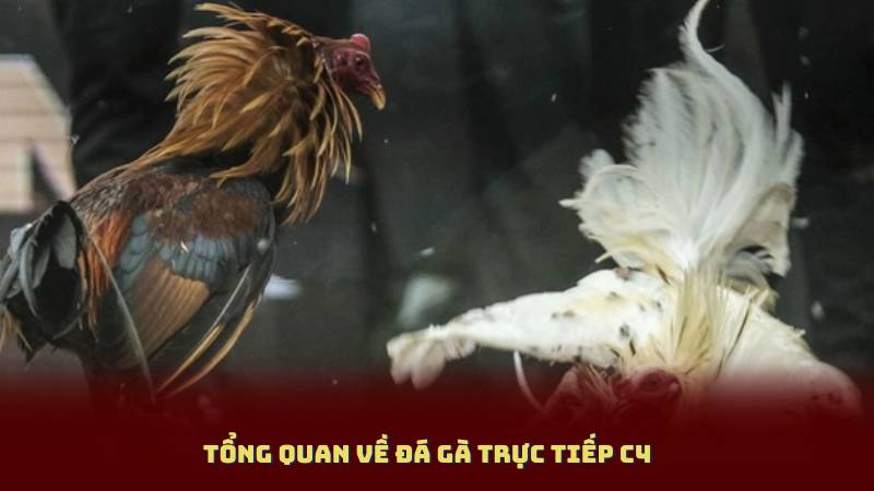 Tổng Quan Về Đá Gà Trực Tiếp C4