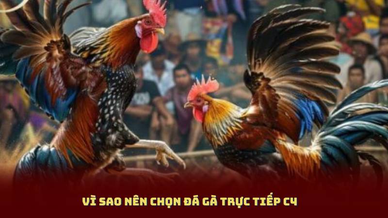 Vì Sao Nên Chọn Đá Gà Trực Tiếp C4